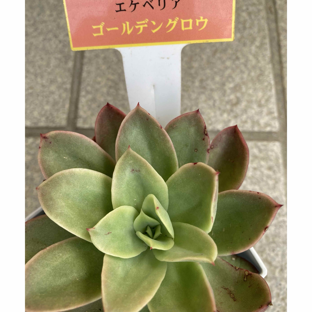 多肉植物 エケベリア ゴールデン グロウ 抜き苗の通販 by chiko 多肉植物 エケベリア ゴールデン グロウ 抜き苗の通販 by chiko