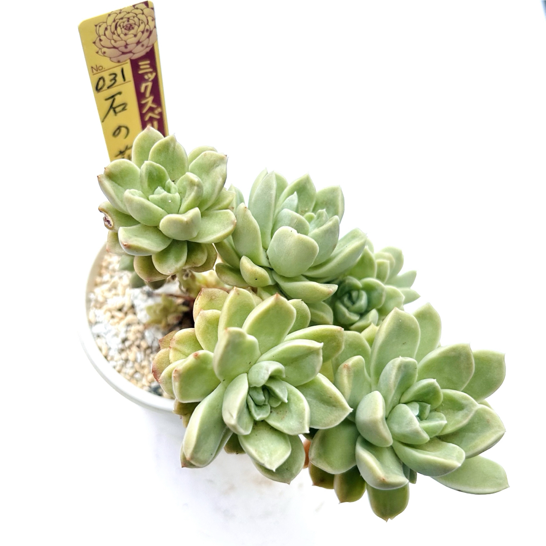 石の花 札なし 抜き苗 ミックスベリア おらいさん苗 多肉植物の 石の花 札なし 抜き苗 ミックスベリア おらいさん苗 多肉植物の