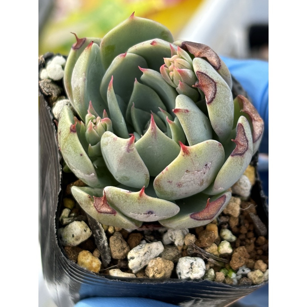 多肉植物 secunda .Xichuエケベリア原種 抜き苗ケーレス実生の 多肉植物 secunda .Xichuエケベリア原種 抜き苗ケーレス実生の