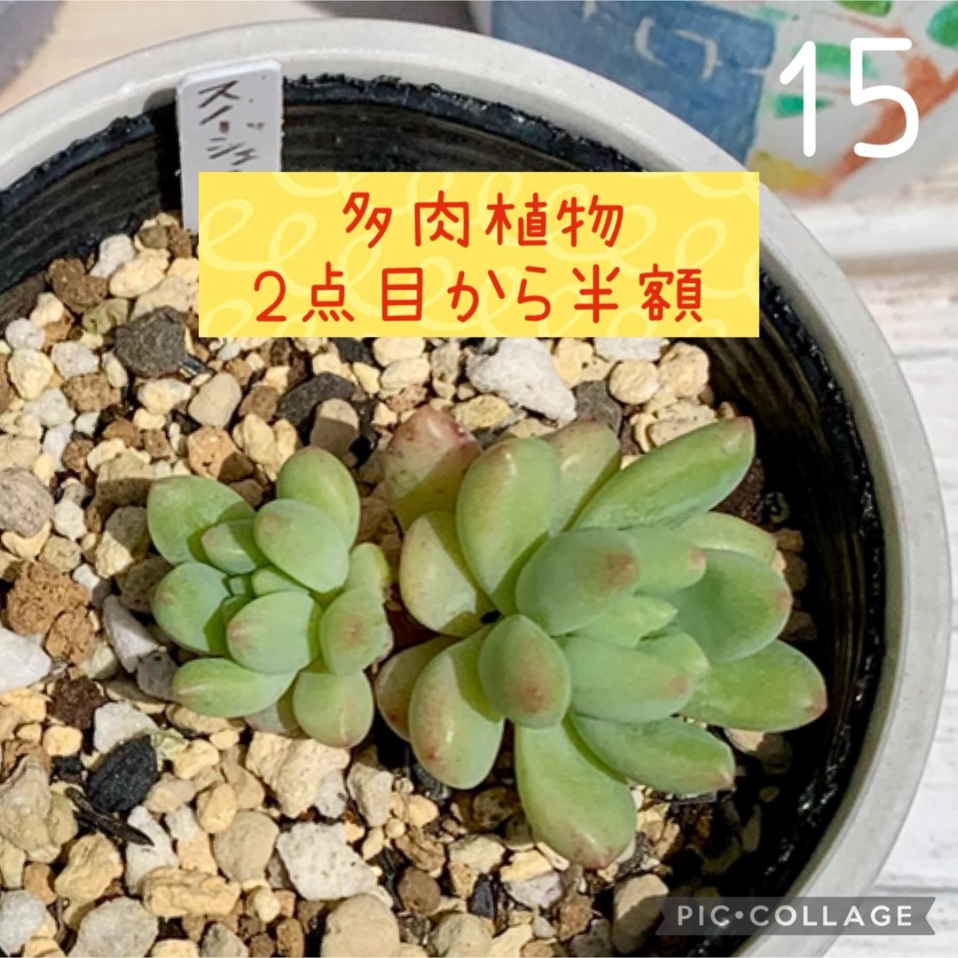 多肉植物<15 スノージェイド 抜き苗の通販 by soup♪'s shop|ラクマ 多肉植物<15 スノージェイド 抜き苗の通販 by soup♪'s shop|ラクマ