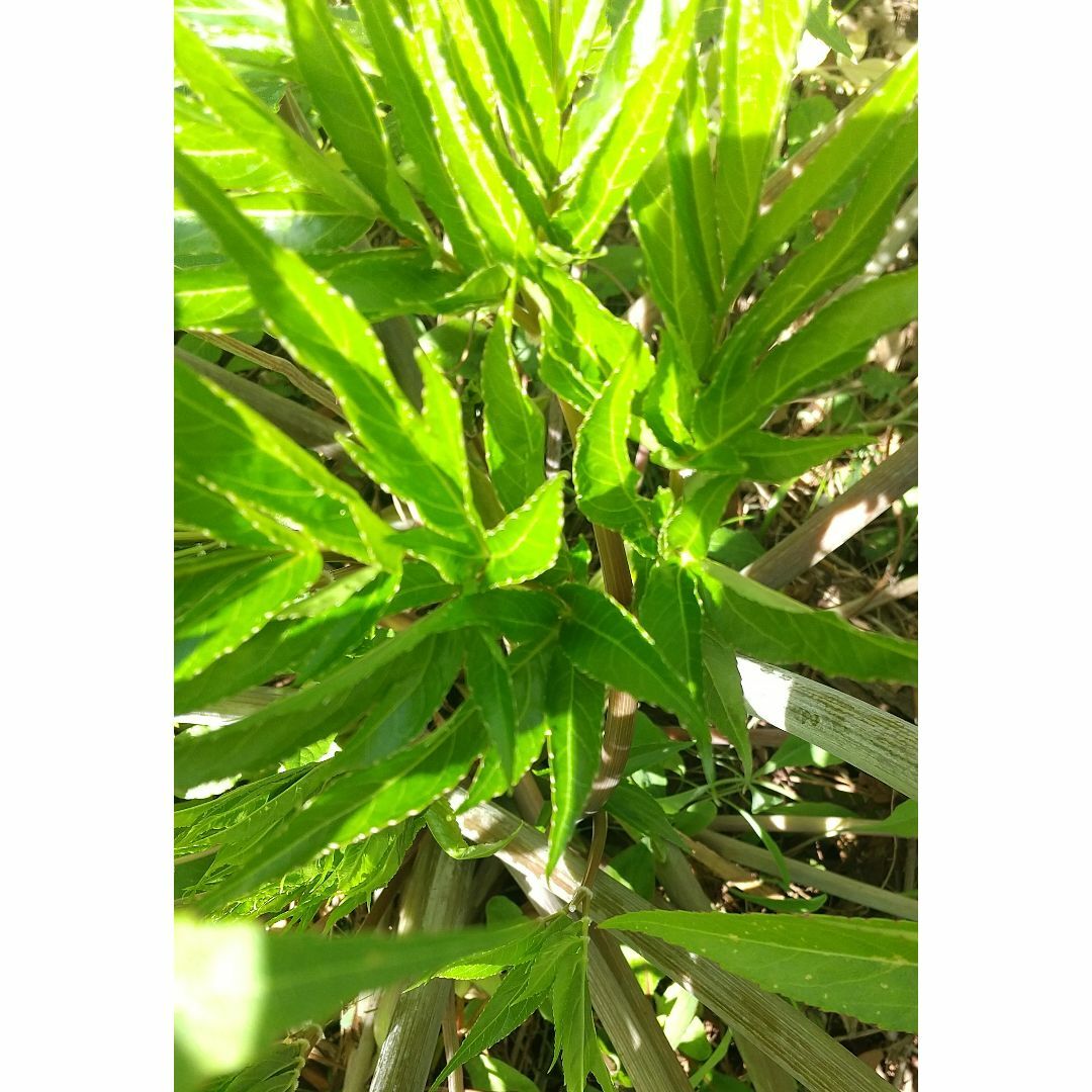 日向当帰チンキ・５０ｍｌ その他のその他(その他)の商品写真