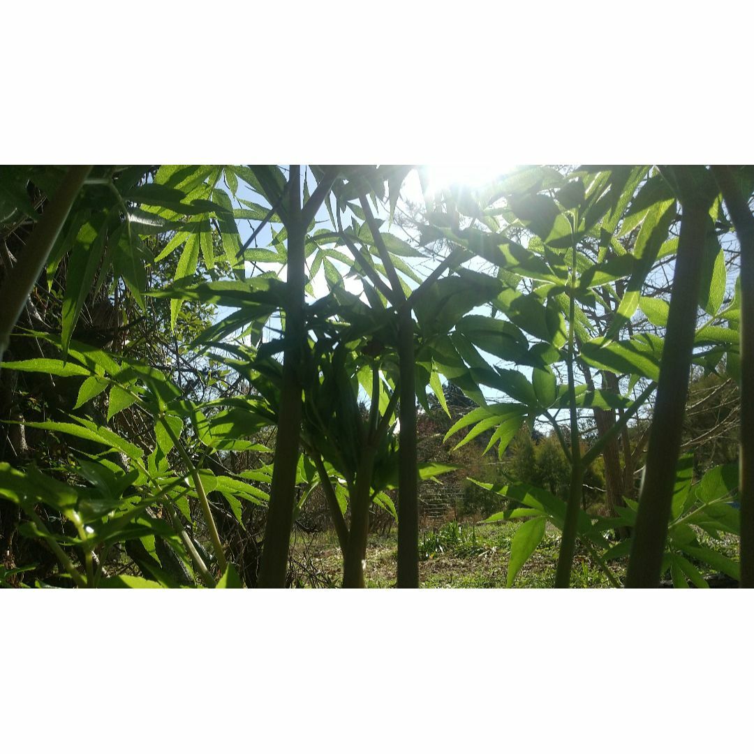 日向当帰チンキ・５０ｍｌ その他のその他(その他)の商品写真