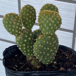 多肉植物 ラノリン 抜き苗の通販 by きく's shop|ラクマ 多肉植物 ラノリン 抜き苗の通販 by きく's shop|ラクマ