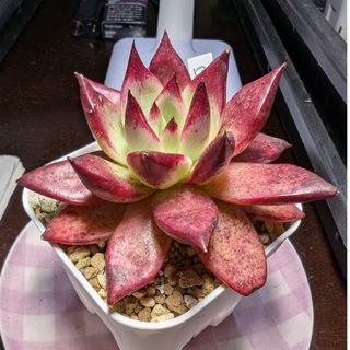多肉植物 ラノリン 抜き苗の通販 by きく's shop|ラクマ 多肉植物 ラノリン 抜き苗の通販 by きく's shop|ラクマ
