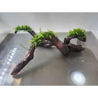 MMW-2251 流木レイアウトセット マシンガンウッド アクアリウム MMW-2251 流木レイアウトセット マシンガンウッド アクアリウム
