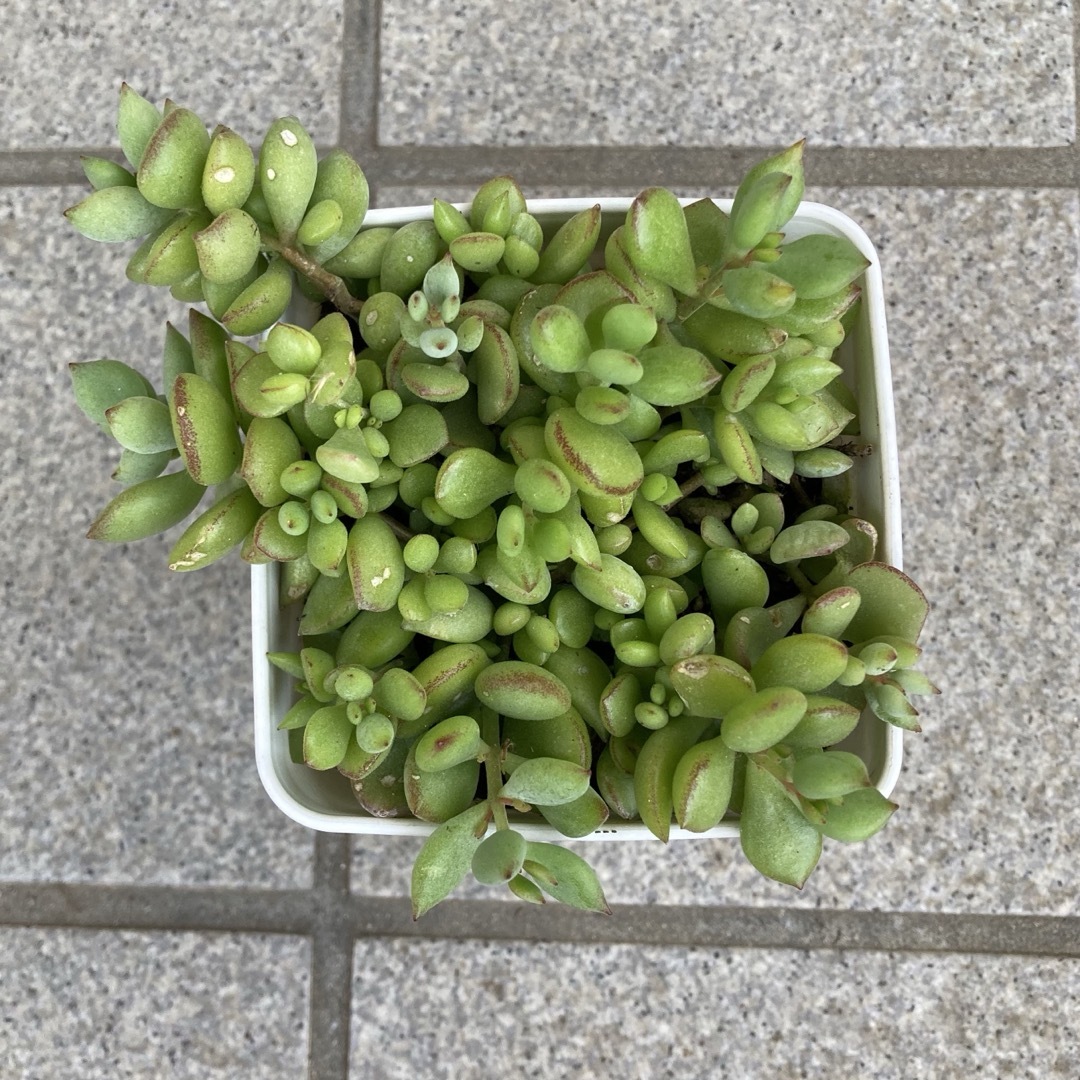 多肉植物 コチドレン ペンデンス 抜き苗の通販 by chiko(植物 多肉植物 コチドレン ペンデンス 抜き苗の通販 by chiko(植物