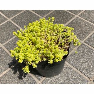 多肉植物 鈴錦 カット苗💚の通販 by のんきまま's shop|ラクマ 多肉植物 鈴錦 カット苗💚の通販 by のんきまま's shop|ラクマ