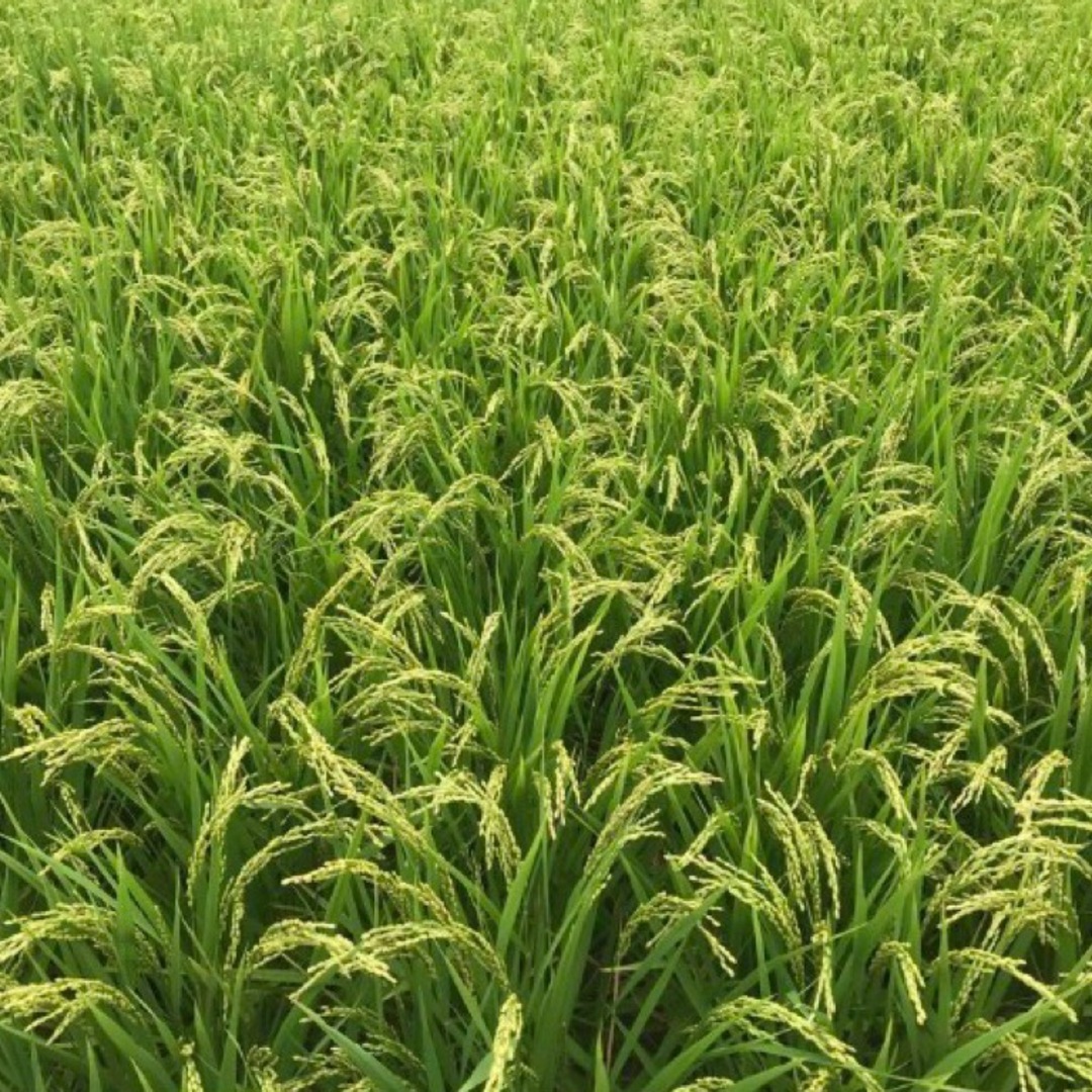 令和6年産 奈良県産 ヒノヒカリ 玄米 約3kgの通販 by ぼらけの墓 令和6年産 奈良県産 ヒノヒカリ 玄米 約3kgの通販 by ぼらけの墓