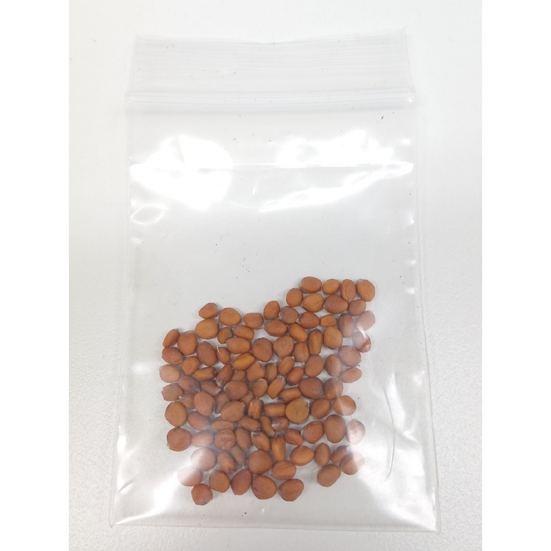【自然栽培】青首総太り大根の種100粒③ 食品/飲料/酒の食品(野菜)の商品写真