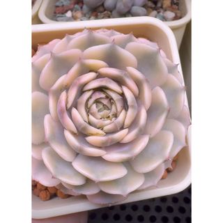 ブランローズ錦　多肉植物　レア(その他)