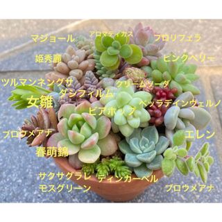 インカローズ 発根済み エケベリア 多肉植物の通販 by hs's shop インカローズ 発根済み エケベリア 多肉植物の通販 by hs's shop