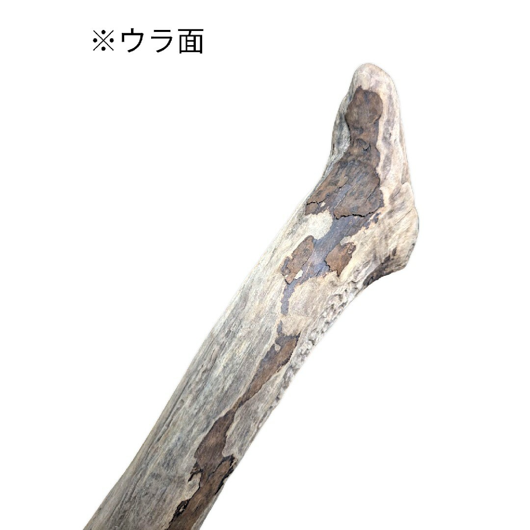 自然流木60cm エアプランツ ティランジア 爬虫類 レイアウト 自然流木60cm エアプランツ ティランジア 爬虫類 レイアウト