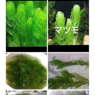 ADA CO2 ビートルカウンターの通販 by n_achang's shop|ラクマ ADA CO2 ビートルカウンターの通販 by n_achang's shop|ラクマ
