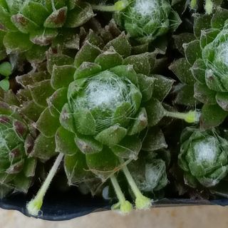 センペルビウムのフリマアイテム一覧 センペルビウムのフリマアイテム一覧