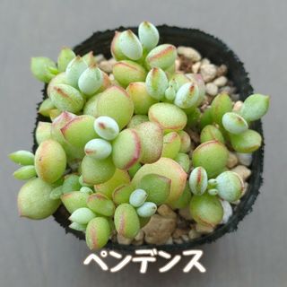 韓国苗 エケベリア ピンククリスタルローズ 多肉植物 の通販 by 韓国苗 エケベリア ピンククリスタルローズ 多肉植物 の通販 by