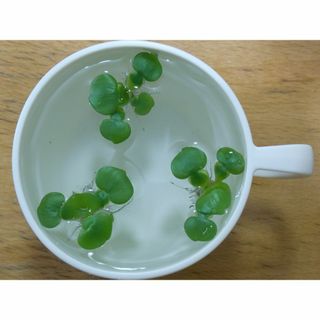 ADA CO2 ビートルカウンターの通販 by n_achang's shop|ラクマ ADA CO2 ビートルカウンターの通販 by n_achang's shop|ラクマ
