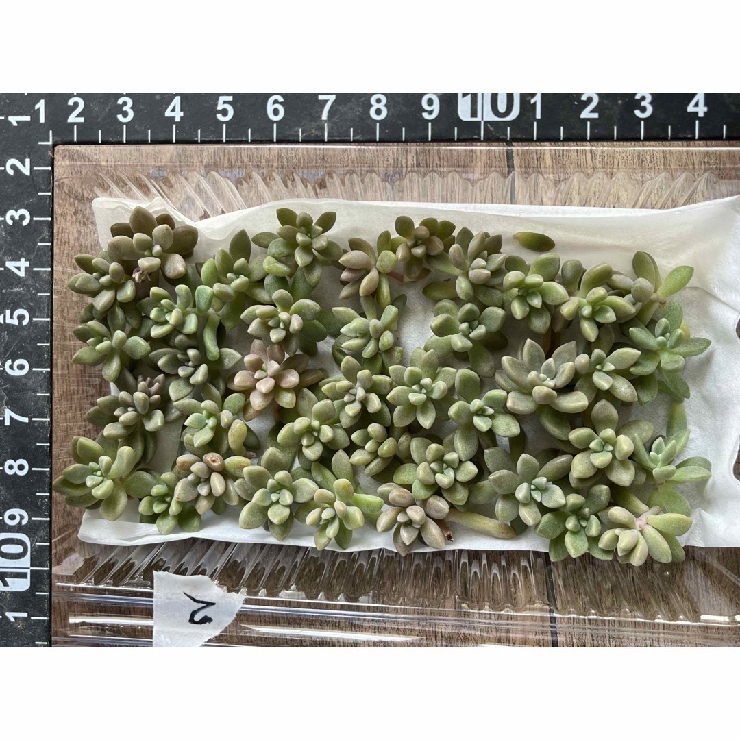 多肉植物 姫秀麗 カット苗 35苗程度 ハンドメイドのフラワー/ガーデン(その他)の商品写真
