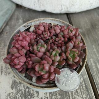 ベビーサンローズカット苗の通販 by ミニオンLOVE's shop|ラクマ ベビーサンローズカット苗の通販 by ミニオンLOVE's shop|ラクマ
