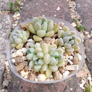 多肉植物 金襴錦 限定3株のみの通販 by Megu's Shop|ラクマ 多肉植物 金襴錦 限定3株のみの通販 by Megu's Shop|ラクマ