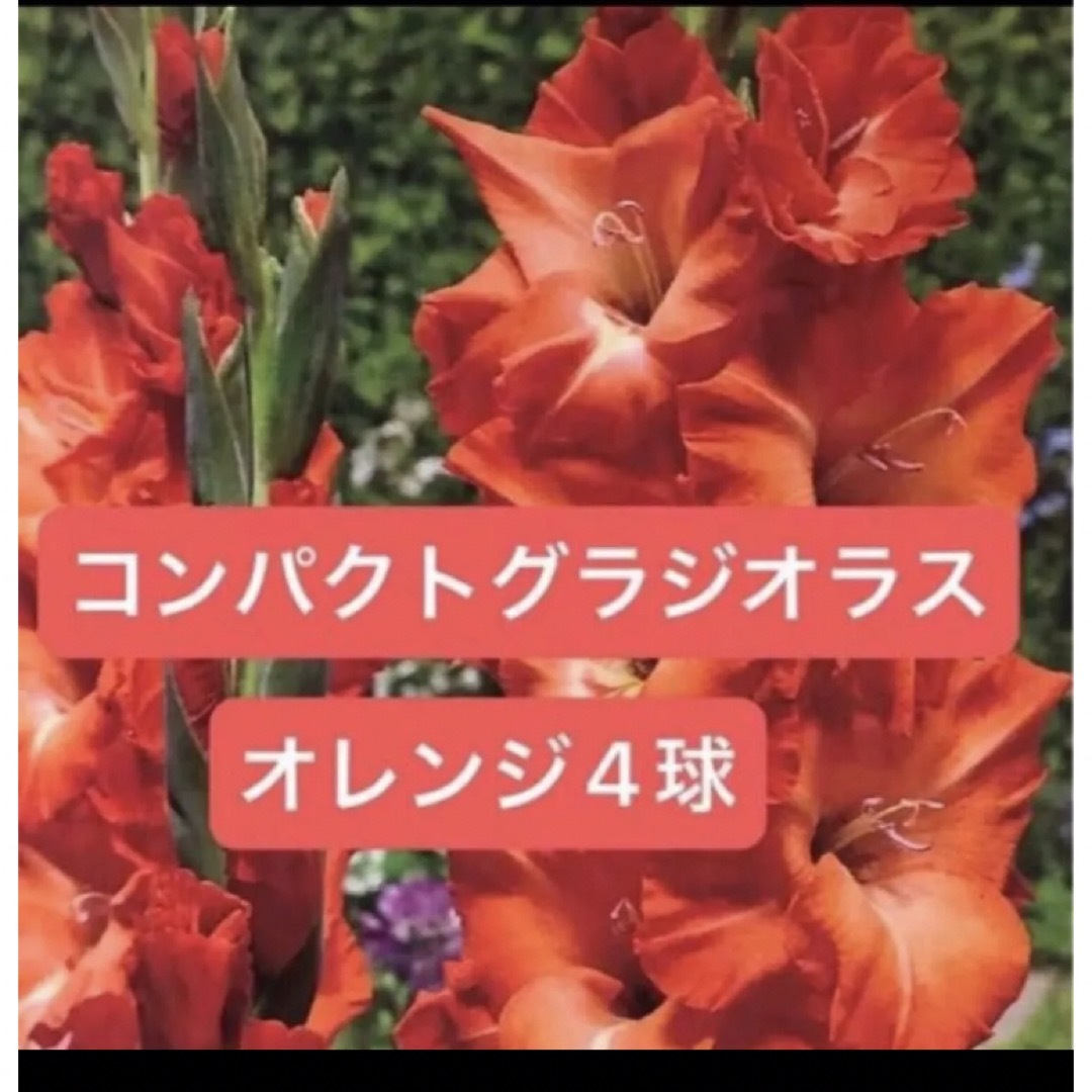 グラジオラス コンパクトグラジオラス オレンジ 球根 4球 植えっぱなしOK】 ハンドメイドのフラワー/ガーデン(その他)の商品写真