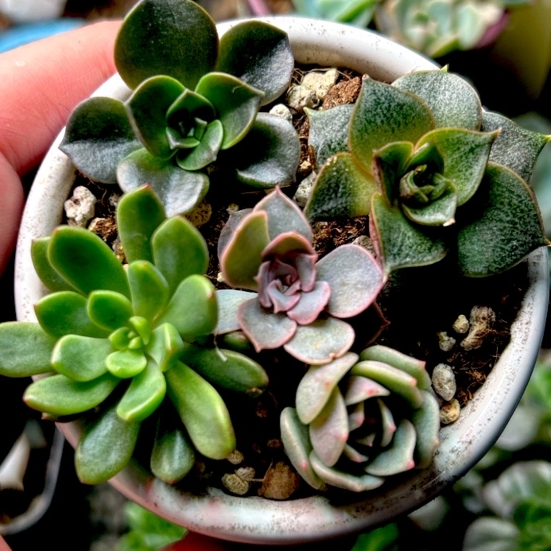 多肉植物 寄せ植え 5種セット② エケベリア ゆうパケット【匿名 多肉植物 寄せ植え 5種セット② エケベリア ゆうパケット【匿名