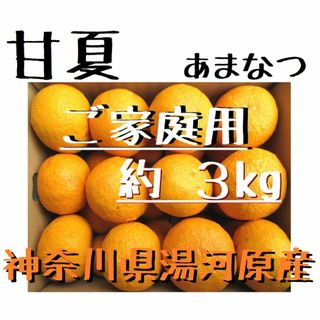3キロ-1》主に小さい グリーンマンゴー 約3kg 青マンゴー 加工 3キロ-1》主に小さい グリーンマンゴー 約3kg 青マンゴー 加工