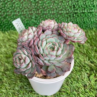 多肉植物 金襴錦 限定3株のみの通販 by Megu's Shop|ラクマ 多肉植物 金襴錦 限定3株のみの通販 by Megu's Shop|ラクマ
