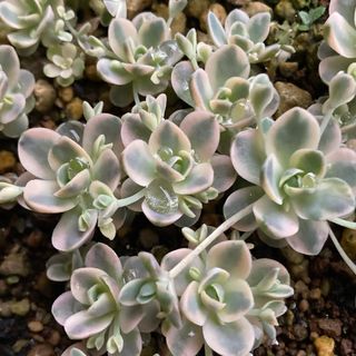 多肉植物 韓国苗 エケベリア♥エリークイーン♥の通販 by M's 多肉植物 韓国苗 エケベリア♥エリークイーン♥の通販 by M's