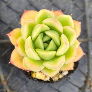 多肉植物 グリーンピット 根付き苗　5cm前後の大きさ　エケベリア(その他)