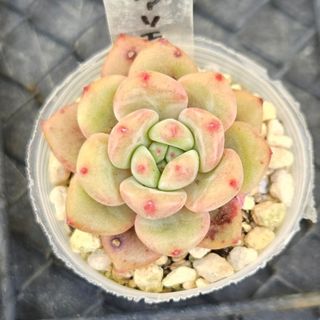 多肉植物　アリエル　根付き苗　4.5cm前後の大きさ　エケベリア(その他)