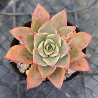 多肉植物　ミア　根付き苗　6cm前後の大きさ　エケベリア　b(その他)
