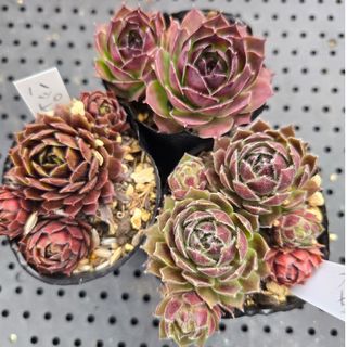 sale✨パクさん苗・リエール苗多肉植物葉挿しセットの通販 by sale✨パクさん苗・リエール苗多肉植物葉挿しセットの通販 by