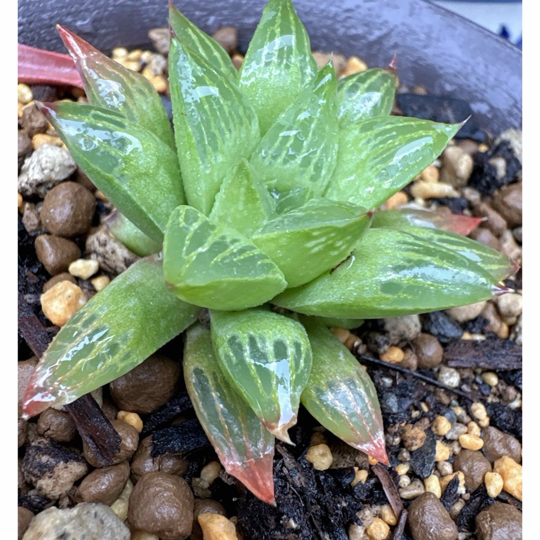 多肉植物 ハオルチア 椿姫 抜き苗の通販 by こめきち|ラクマ 多肉植物 ハオルチア 椿姫 抜き苗の通販 by こめきち|ラクマ
