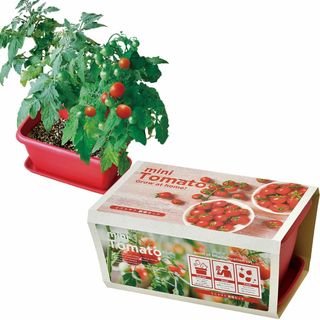 聖新陶芸 冬 / 春 / 夏の 家庭菜園 簡単 栽培キット ゆったり育てる ミニ(その他)