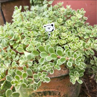 斑入り丸葉万年草　10カット(その他)