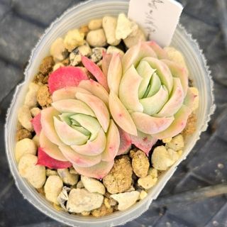 多肉植物　アローンスター2苗　根付き苗　１つが1.5cm前後の大きさ　エケベリア(その他)