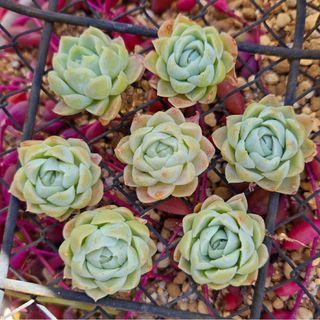 多肉植物　ヒューミリス　カット1苗　2.5～3cm前後の大きさ　エケベリア発根済(その他)