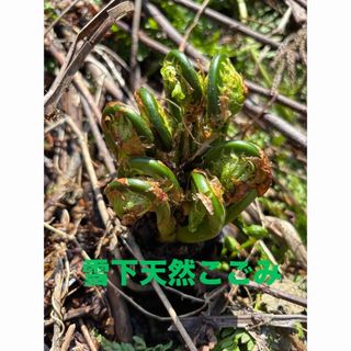 たけのこ 1キロ ぬか唐辛子付きの通販 by おばあちゃん|ラクマ たけのこ 1キロ ぬか唐辛子付きの通販 by おばあちゃん|ラクマ