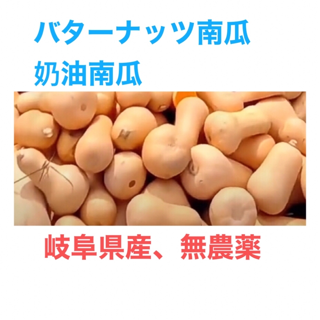 岐阜県産、無農薬、バターナッツ南瓜、奶油南瓜 ハンドメイドのフラワー/ガーデン(プランター)の商品写真