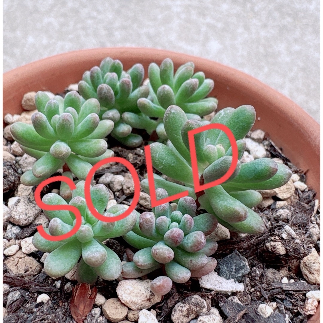 多肉植物🌱 乙女心×スプリングワンダー 抜き苗の通販 by こめ 多肉植物🌱 乙女心×スプリングワンダー 抜き苗の通販 by こめ