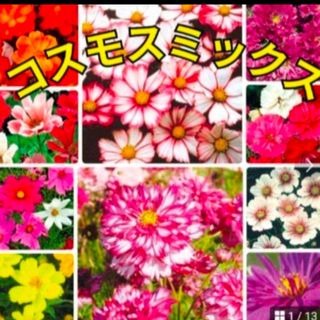 多肉植物 アメチスチヌム錦 抜き苗の通販 by Nan多肉12月から 多肉植物 アメチスチヌム錦 抜き苗の通販 by Nan多肉12月から
