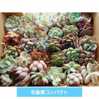 レア☆新ラコロ サボテン相談室 エケベリア 多肉植物の通販 by レア☆新ラコロ サボテン相談室 エケベリア 多肉植物の通販 by