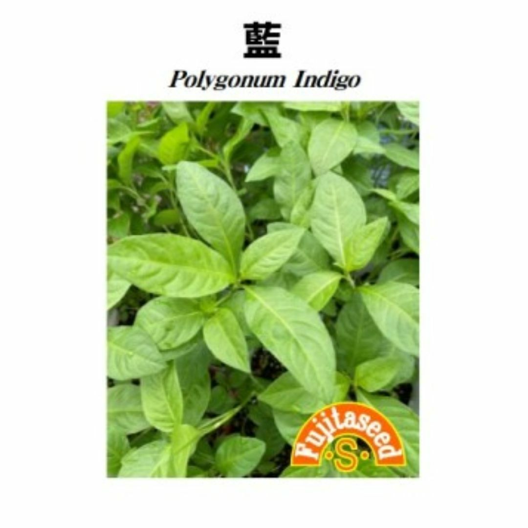 <植物の種>藍 約400粒 2ml あい 蓼 タデアイ 染色に使える ハンドメイドのフラワー/ガーデン(プランター)の商品写真