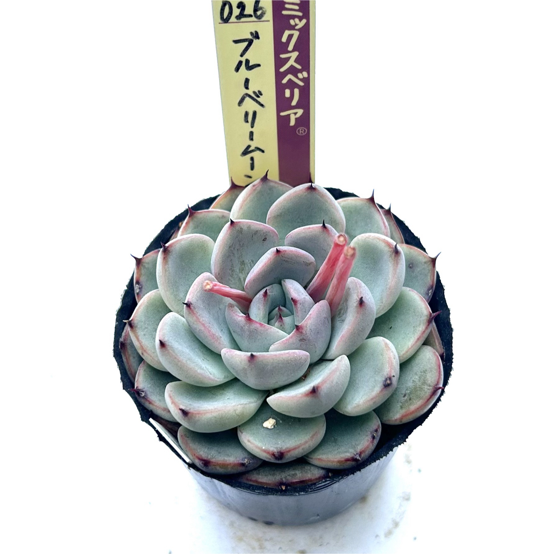 ブルーベリームーン 札なし 抜き苗 ミックスベリア おらいさん苗 多肉植物 ハンドメイドのフラワー/ガーデン(その他)の商品写真