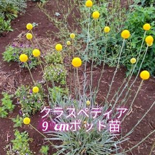 おまかせ④多肉植物カット苗セットの通販 by 花と海's shop|ラクマ おまかせ④多肉植物カット苗セットの通販 by 花と海's shop|ラクマ