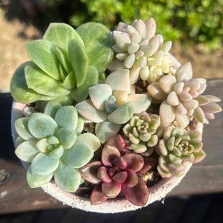 多肉植物 ノーブルレッドの通販 by mI4154's shop|ラクマ 多肉植物 ノーブルレッドの通販 by mI4154's shop|ラクマ