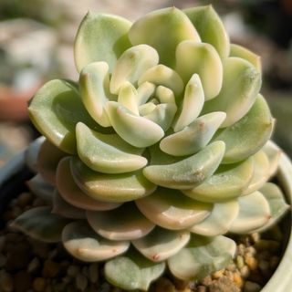 レア☆新ラコロ サボテン相談室 エケベリア 多肉植物の通販 by レア☆新ラコロ サボテン相談室 エケベリア 多肉植物の通販 by