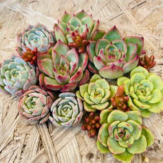 多肉植物 ノーブルレッドの通販 by mI4154's shop|ラクマ 多肉植物 ノーブルレッドの通販 by mI4154's shop|ラクマ