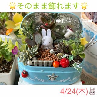 壁掛け籠付き 多肉植物 寄せ植えの通販 by なす's shop|ラクマ 壁掛け籠付き 多肉植物 寄せ植えの通販 by なす's shop|ラクマ