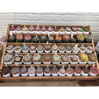 Supreme - 新品 Supreme Mini Planters シュプリーム ミニ Supreme - 新品 Supreme Mini Planters シュプリーム ミニ